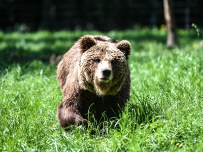 Brown bear - De Zonnegloed - Animal park - Animal refuge centre 